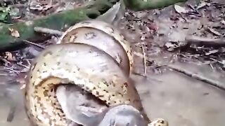 Смертельное объятие анаконды.
