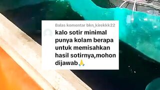 Agar bisa sortir, minimal buat 3 kolam ukuran kecil 1x2x1 meter