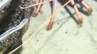 Lobster besar di dasar laut