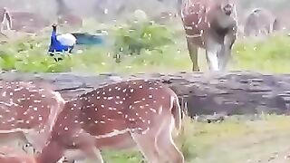 Safari