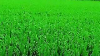 ফসলের ক্ষেত, কি অপরুপ সৌন্দর্য #shorts #trending #desiviilagelifetstyle #shortvideos #shortsviral