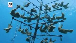 The most severe global coral bleaching event is underway, scientists say.