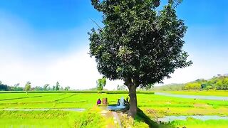 গ্রামীণ পরিবেশ