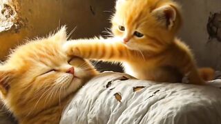 Cat mother care