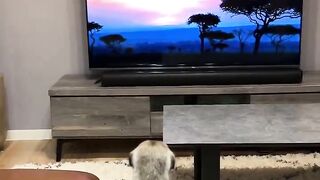 Сурикат почувствовал, что это его родина, и услышал зов предков.