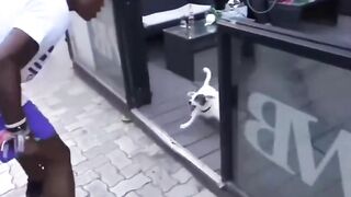 What wrong with this dog
