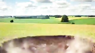 The cow