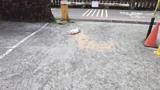 可愛的貓打滾