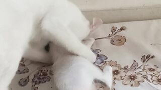Cat vs mini cat
