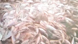 Jangan TANYA lagi, Produk BlueCore bisa untuk semua ikan4
