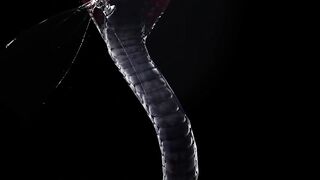 Beautiful snake