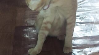 Funy cat part2