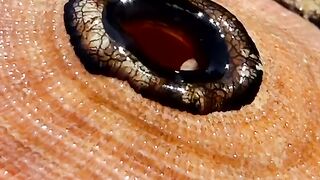 Megathura crenulata – нерасторопный северо-восточный Тихоокеанский вид моллюска