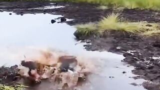 Very funny video Chinese