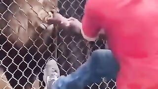 Fight between lions and humans