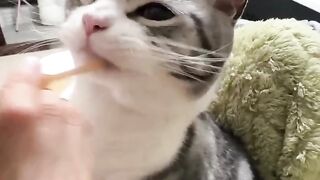 #pet #cat #cute #chihuahuafanclub #funny #fishpetfun
