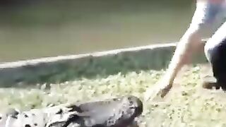 buaya