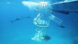 Shark attack