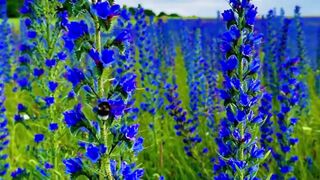 Beautiful nature