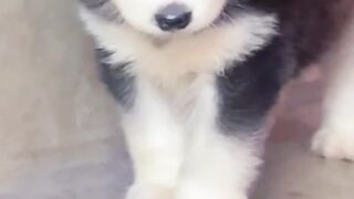 Caeser