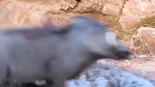Warthog escape