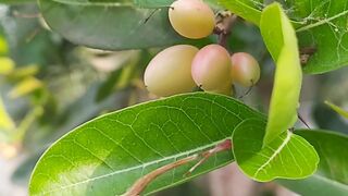 এটি একটি টক জাতীয় ফল