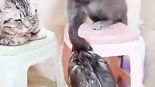 Funny video_ new reel funny video_ Funny Videos Gallery 2025.
