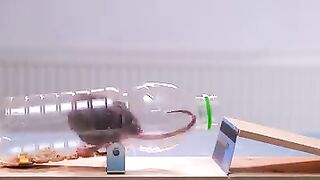 Easy homemade Tricks for problem Rats in the House/ Offices and Shops