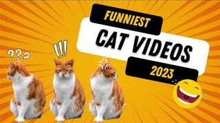 Funny Cat Videos 2023 _ 4K Videos _ Copyright Free _ Creator Mitra