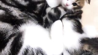lindos gatinhos fofinhos