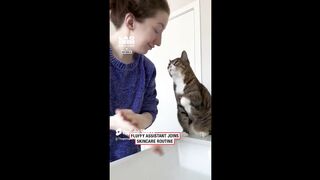 #beaglecrew #catlover