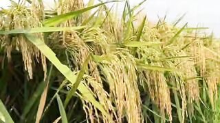 ধান থেকে সবজি, ফুল, গরু আমার খুব পছন্দের!