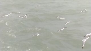 The arrival of guest birds in love with nature.