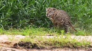 Jaguar in action