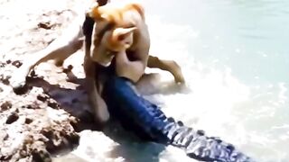 Lion vs crocodile