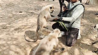 monkeys eat banana