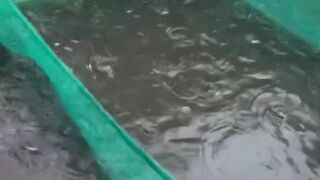 Alat ini sangat dibutuhkan pada saat pemanenan ikan lele