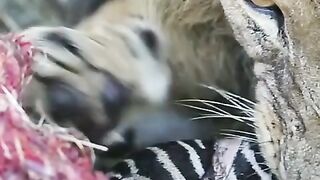 Lion king Huntunting