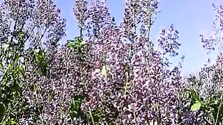 Experience the Magic of Lilacs in Bloom: Spring's Sweetest Spectacle!