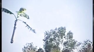 Beautiful Nature