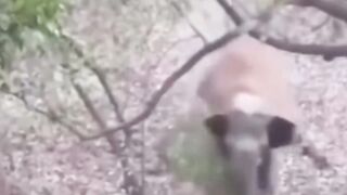 Fun Video