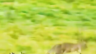 Это видео похлеще любых голливудских триллеров.