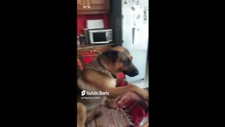 The beautiful complicity between m#animals #dog #doglover #pet