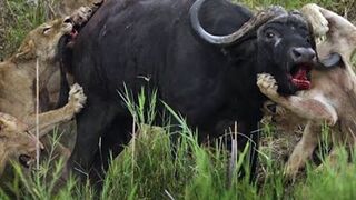 A giant buffalo is brought down by 3 lions in an earth breaking battle of all times