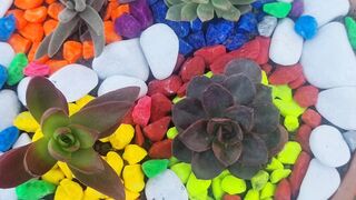 Make nice flowers with colorful stone
