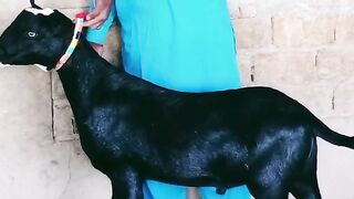 Cute Animals