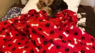 Ultimate Funny DOGS Compilation! ???? (Cutest PUPPIES on the internet) ????