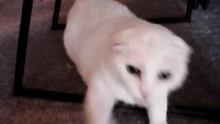Don't pet this Kitty