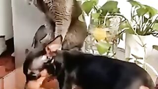 SOO_FUNNY___FIGHTING___CAT_VS_DOG___