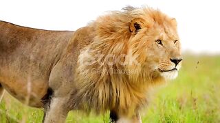 Slow Motion Footage Of A Wild Male African Lion Walking